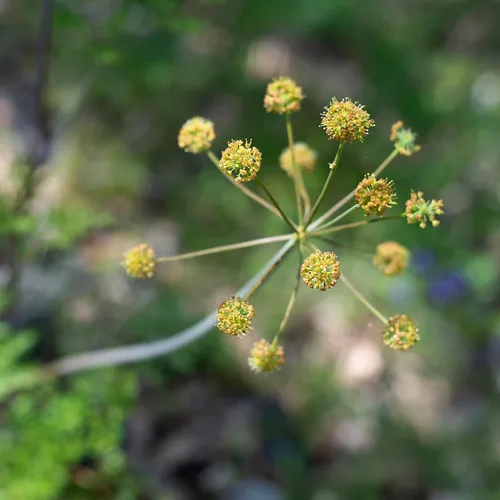 Miniatura 5 de Herb Pharm Extracto líquido de Lomatium para el apoyo del sistema inmunológico - 1 onza