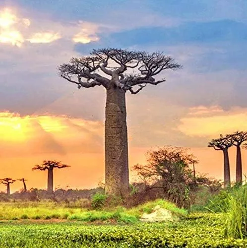 Miniatura 2 de Atfipan - 5 unidades/bolsa Adansonia Digitata Baobab Semillas de árbol de baobab raras Semillas raras de Baobab Semillas de jardín Plantas