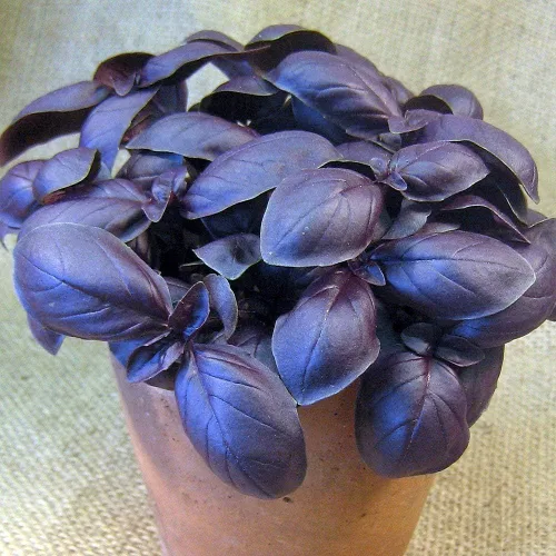 Miniatura 3 de Semillas de albahaca morada de interior sin OMG hierbas para plantar
