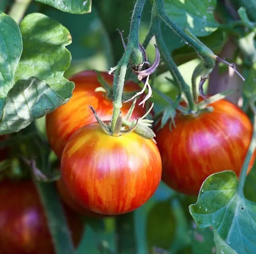 Miniatura 2 de Tigerella Beefsteak Tomate Gigante Determinado Vegetal No GMO para Plantar (50 Semillas)