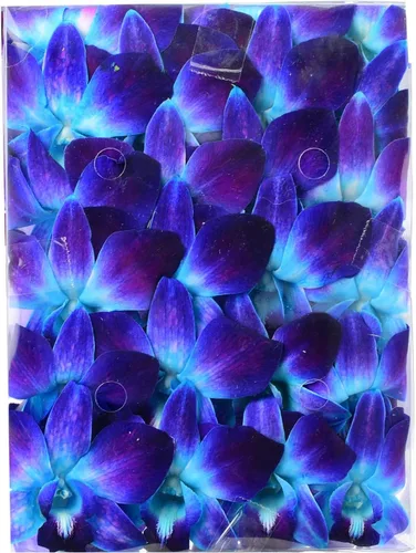 Miniatura 8 de Miami Fresh Orchid Flower OrchidClub USA Sunne Tropical Loose Bloom Head DIY Lei Food Drink Decoración AZUL (100 AZUL REAL)