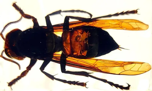 44mm Escorpión real asiático gigante en resina de lucite transparente cristal, especímenes de artesanía, insectos de animales varios, colección de