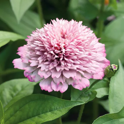 Miniatura 59 de Eden Brothers - Semillas de zinnia, cactus con flores, sin OMG, plantar en primavera, paquete, flores de bajo mantenimiento, zonas 3, 4, 5, 6, 7, 8