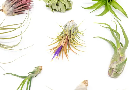 Miniatura 2 de Paquete de bolsas de agarre, plantas de aire pequeñas y medianas, paquete de fertilizantes, al por mayor, a granel, Tillandsia viva, planta