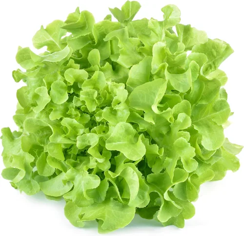 Miniatura 8 de Más de 1000 semillas de lechuga Tom Thumb Heirloom, cultivadas en Estados Unidos sin OMG, cultivadas en Estados Unidos, lechuga en miniatura de 5