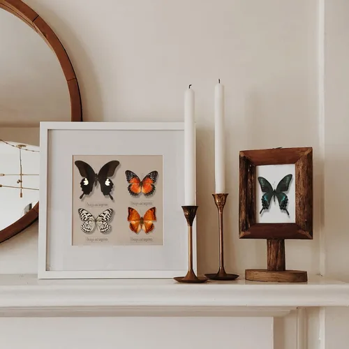 Miniatura 7 de WTUAWB 6 piezas de mariposa de taxidermia real – especímenes de producción creativa de bricolaje, animales de taxidermia para caja de sombra