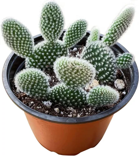 Miniatura 13 de Suculentas vivas Othonna Capensis Collar de Rubí (4 pulgadas), plantas suculentas totalmente enraizadas en macetas con tierra, planta