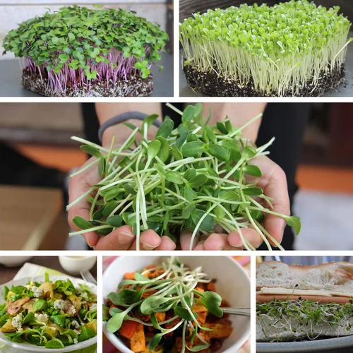 Miniatura 6 de Semillas de trigo sarraceno, 1 libra ~ 15,000 semillas, orgánicas, sin OMG, enteras (cáscara encendida) - Microgreens de trigo Grow Buck
