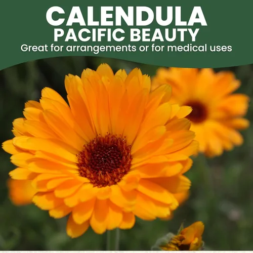 Miniatura 3 de Calendula Pacific Beauty - Paquete grande de 1 onza - 3,000 semillas de flores para plantar - Calendula officinalis