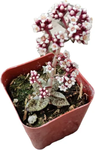 Plantas de cactus suculentas vivas de USKC (maceta de 2 pulgadas) (jade tigre crassula Crassula Tiger Jade