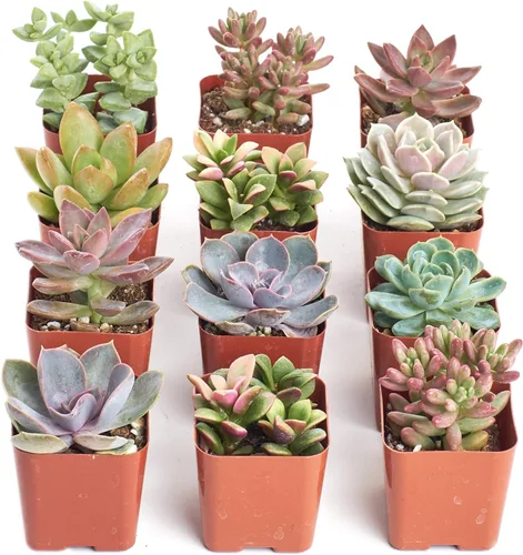 Miniatura 2 de Shop Succulents Colección Soft Hue Surtido de plantas suculentas de interior seleccionadas a mano, totalmente arraigadas en tono pastel, paquete