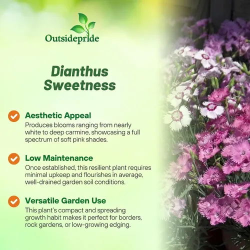 Miniatura 3 de Outsidepride Sweetness Semillas de Dianthus para plantar, 50 piezas de semillas de flores perennes fáciles de cultivar y resistentes con flores