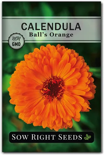 Sow Right Seeds - Semillas de caléndula naranja Ball's para plantar - Paquete de reliquia sin OMG con instrucciones para plantar un jardín en casa -