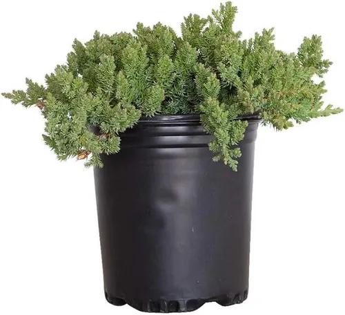Procumbens Nana Juniper (2.5 cuartos de galón) Arbusto de hoja perenne de bajo crecimiento – Bonsai Tree Live/Desk Plants Live Houseplants – Zen