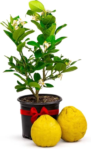 Miniatura 10 de Calamondin Tree - Plantas vivas para exteriores de 18 a 22 pulgadas de alto, árboles frutales de interior enanos, plantas vivas que no se pueden