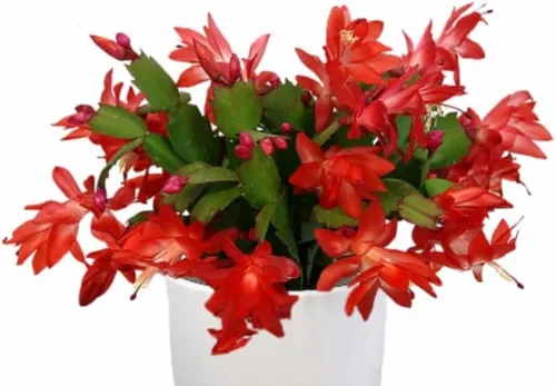 Planta viva de cactus de Navidad naranja de 2 pulgadas (naranja)