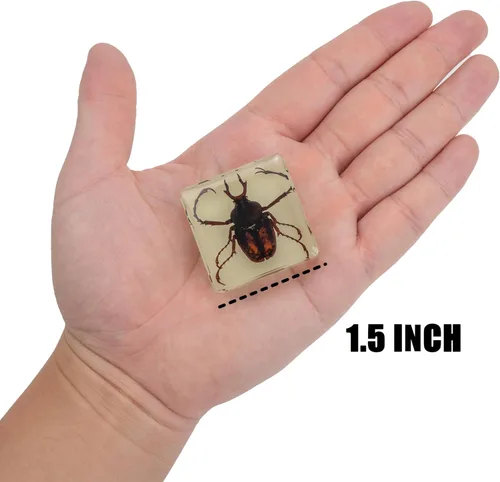 Miniatura 6 de Juego de muestras de insectos, colección de insectos, regalo educativo científico para niños de 3 a 8 a 12 años