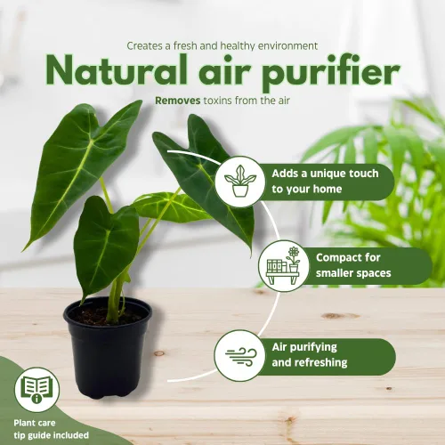 Miniatura 8 de BubbleBlooms Terciopelo verde, Alocasia Frydek, Micholitziana en una maceta de 4 pulgadas