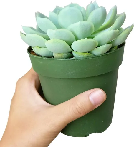 Miniatura 3 de Suculentas vivas Echeveria Elegans Bola de nieve mexicana de 4 pulgadas - Plantas suculentas vivas - Plantas suculentas raras vivas - Plantas Bola