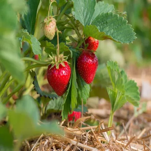 Miniatura 2 de Quinalt Everbearing - 10 plantas de fresa Quinalt Fresa – Adornos de plantación de jardín perenne, macetas fáciles de cultivar, regalos