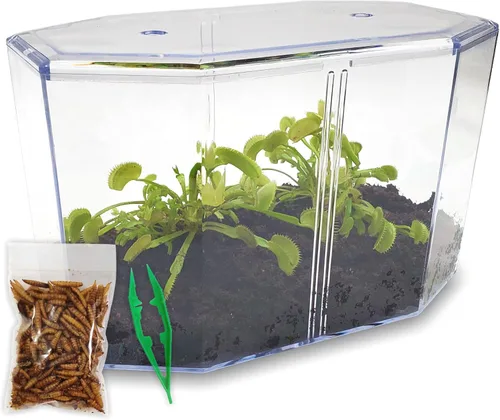 Set de plantas vivas doble Venus atrapamoscas con terrario + paquete de alimentos para plantas carnívoras con pinzas para alimentación - Tierra para