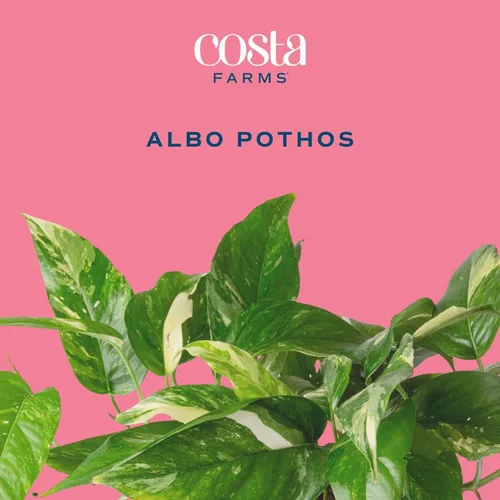 Miniatura 3 de Costa Farms – Planta de Pothos Albo Variegado viva en maceta auto-regante, purificadora de aire para interior, perfecta para decoración del hogar
