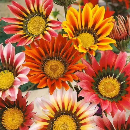 Miniatura 5 de Más de 350 semillas de Gazania para plantar plantas tolerantes al calor y a la sequía para jardín Gazania Flower Ground Cover Plantas para el hogar