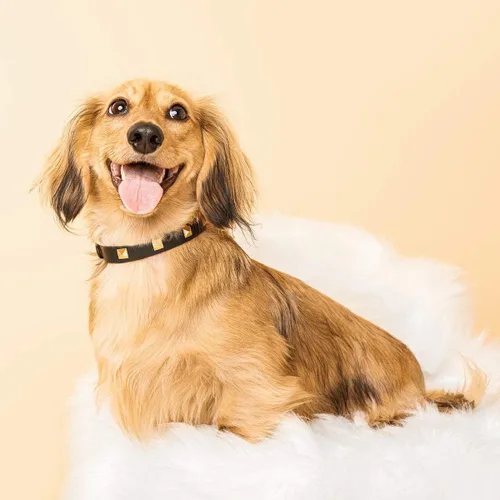 Miniatura 5 de SCAMPER & CO Collar de perro con hebilla chapada en oro amarillo de 18 quilates de bronce de 18 quilates con pirámide de microfibra, collar de perro