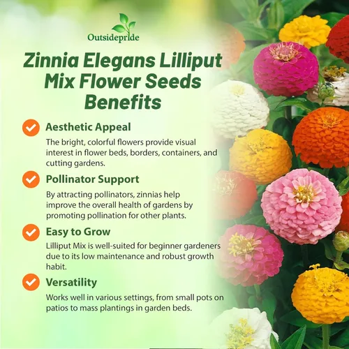 Miniatura 3 de Outsidepride - Zinnia Elegans, planta anual, Lilliput Flower Seed Mix, mezcla de semillas de flores para plantar, 1 libra