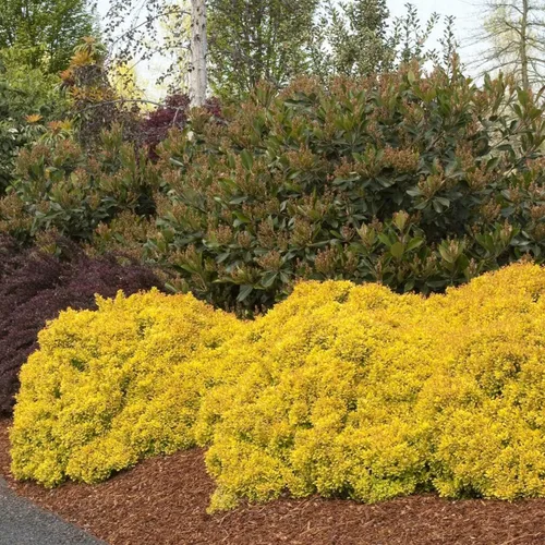 Miniatura 4 de Blooming & Beautiful - Golden Nugget Enano Agracejo Japonés - 3 gal - Monrovia - Arbusto de hoja caduca - Follaje amarillo dorado - Compacto - Zonas