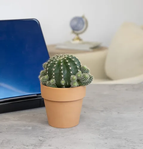 Miniatura 2 de Plantas de cactus viven en maceta de arcilla, cactus vivo en maceta en tierra de cactus, mini cactus vivos, plantas suculentas vivas, cactus vivos