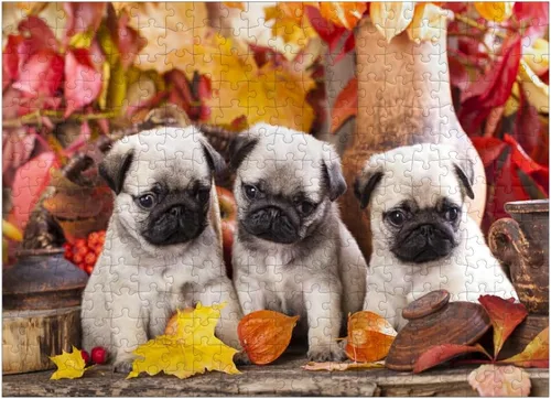Miniatura 7 de MyPuzzle Pug Puppies - Rompecabezas prémium de 100 piezas, fabricado en Estados Unidos