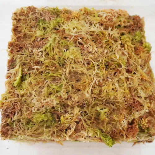 Miniatura 4 de Musgo esfagnum comprimido de 3.2 oz para plantas, musgo esfagnum prémium cuidadosamente seleccionado para orquídeas