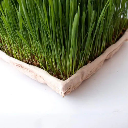 Miniatura 5 de Handy Pantry True Microgreen Tray - Bandejas compostables para cultivo de plantas ecológicas, hojas de papel rígido de un solo uso con agujeros, se