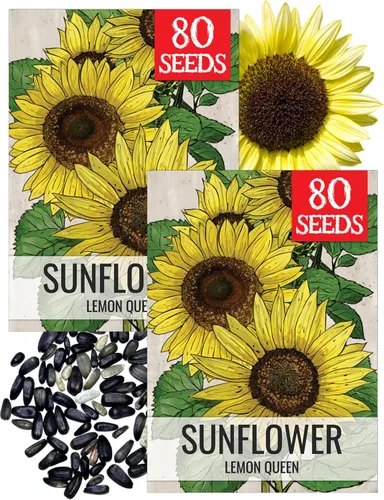Miniatura 63 de Seed Needs Semillas de girasol para plantar girasoles de manchas solares enanas, semillas de flores de corte anual de polinización abierta