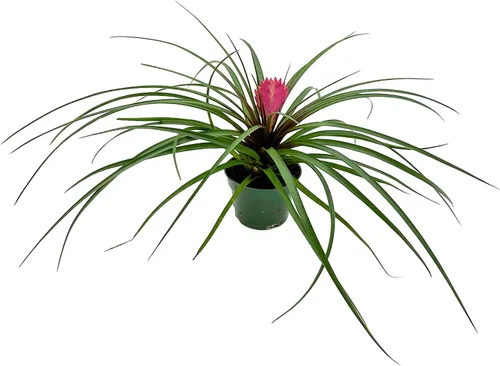 Miniatura 6 de ragnaroc Plantas vivas – Bromelia Billbergia Casa Blanca, 8-12" en maceta de 4" - 1 unidad - Llegada viva garantizada - Plantas