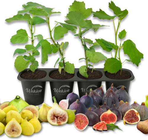 Paquete múltiple de variedades de higuera - 4 plantas de inicio vivo - Ficus Carica - Elección del cultivador basado en la salud Belleza y