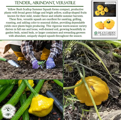 Miniatura 5 de Isla's Garden Seeds - Semillas de calabaza de verano de Yellow Bush Scallop (Pattypan, Cucurbita pepo var. clypeata) – Más de 30 semillas