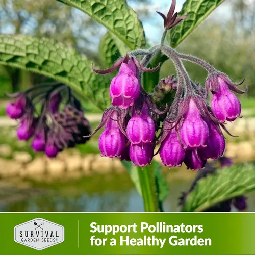 Miniatura 5 de Semillas de consuelda para plantar, Symphytum Officinale Hierba medicinal perenne para té de abono y cuidado de la piel natural, raíz resbaladiza