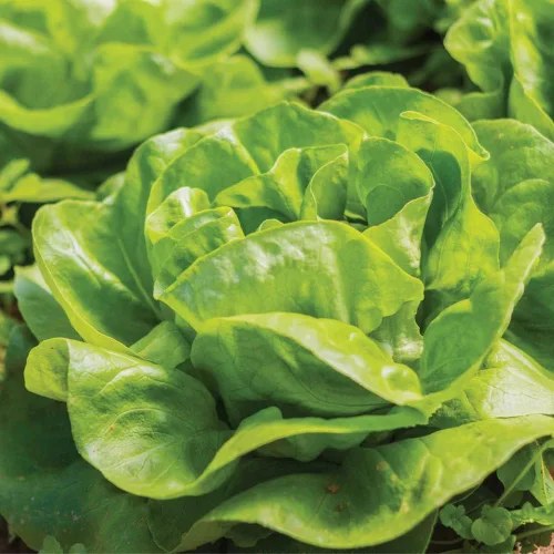 Miniatura 8 de Semillas de Lechuga (Buttercrunch) (2300 Semillas)