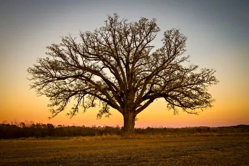 Miniatura 2 de Semillas de roble Bur para plantar 5 semillas grandes y saludables Bur Oak es apreciado por su aspecto atractivo y bellotas peludas