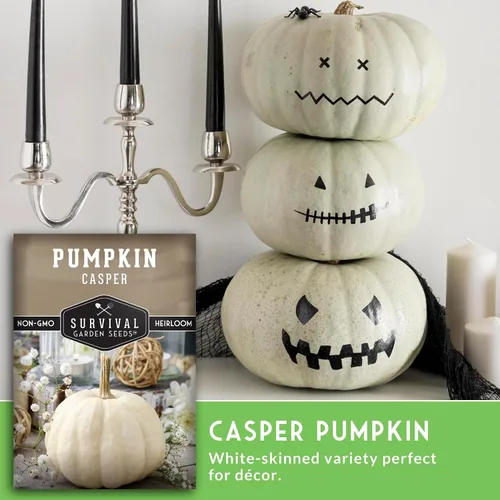 Miniatura 4 de Casper - Semillas de calabaza para plantar Calabazas blancas sin OMG con piel suave y carne dulce para decoración de otoño, tallado, horneado