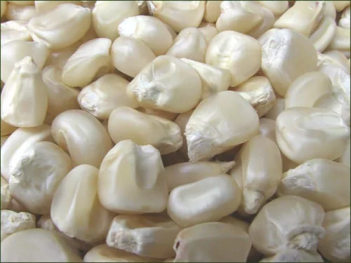 Hickory King White Dent Semillas de maíz para plantar 50 semillas. 1 onza de semillas. Heirloom - Vegetales de jardín sin OMG, supervivencia a