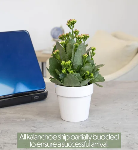 Miniatura 5 de Plants for Pets - Plantas de Kalanchoe suculentas vivas en maceta blanca, plantas suculentas vivas, plantas suculentas vivas para interiores
