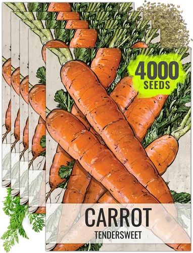 Miniatura 9 de Seed Needs, Tendersweet Semillas de zanahoria – 800 semillas de reliquia para plantar Daucus carota – Cultivadas en casa sin OMG y sin tratar