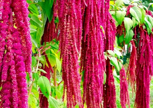 Miniatura 4 de Semillas únicas de cola de zorra, amaranto, amaranto caudatus, 400 semillas sin OMG para plantar plantas de jardín inusuales, ideales para colgar