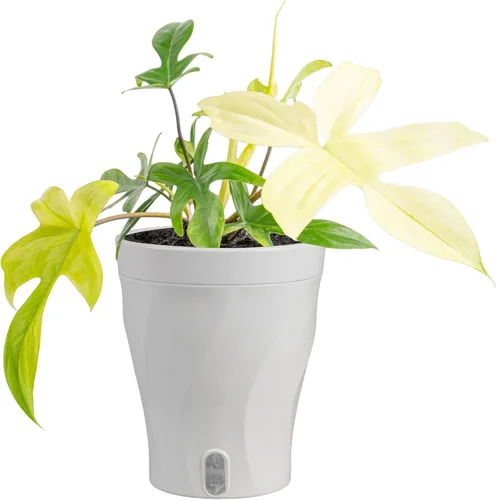 Miniatura 24 de Costa Farms – Planta de Pothos Albo Variegado viva en maceta auto-regante, purificadora de aire para interior, perfecta para decoración del hogar