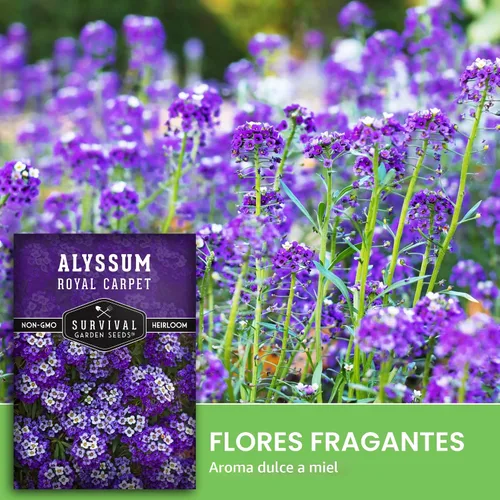 Miniatura 4 de Semillas de Alyssum para plantar - Sweet Royal Carpet Purple Alyssum - Flor perenne fragante y cobertura del suelo - Semillas autóctonas