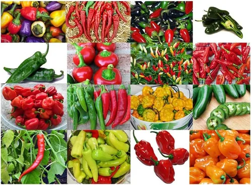 Por favor, lea esta es una mezcla de 30 semillas de mezcla de pimiento picante, 16 variedades de reliquia sin OMG Habanero, Tabasco, Jalapeño,