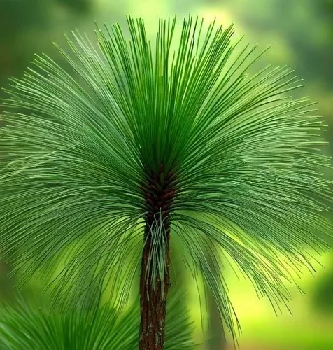 Miniatura 3 de Pinus palustris (pino de hoja larga) Semillas de árbol, árbol de hoja perenne de larga vida, semillas de MySeeds.Co, elige la cantidad (1 oz)